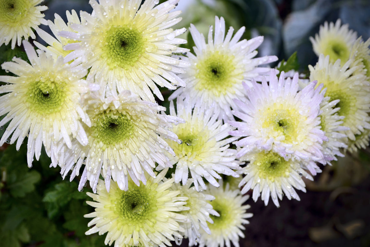 FB: Chrysanthemenblüten - Muntermacher und Schutz für müde Augen