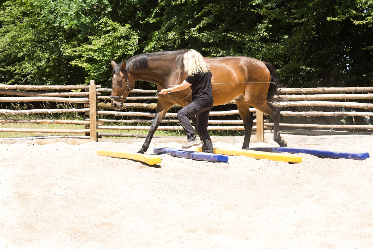 Dualaktivierung - die ideale Kombination von körperlichem und geistigem Training für jedes Pferd