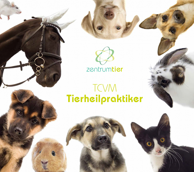 zt_tierbild_tierheilpraktiker